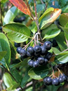 aronia_melanocarpa